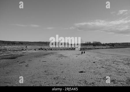 Dogs playing on a beach Stock Photo