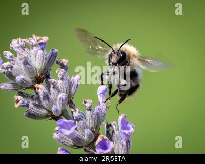 The bumble bee and its favourite flower. Devon, England: PRETTY images captured in Devon show some bumble bees feeding on beautiful lavender flowers.O Stock Photo