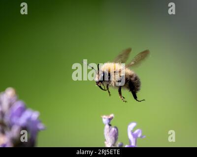 Pretty busy bee. England: PRETTY images captured in Devon show some bumble bees feeding on beautiful lavender flowers.One of the images shows the comm Stock Photo