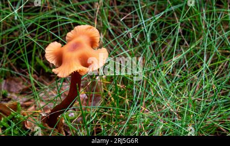 An eye-catching Laccaria fruit cap with its twisting curling marginal form, Beacon Wood, Penrith, Cumbria, UK Stock Photo