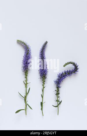 veronica officinalis flowers on a white paper background Stock Photo