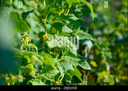 Small cucumber with yellow flower and tendrils close-up on the garden bed. Blooming with yellow flowers, cucumber plant are tied in garden farm Stock Photo