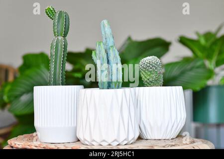 Different small cacti houseplants in flower pots on table in living room Stock Photo