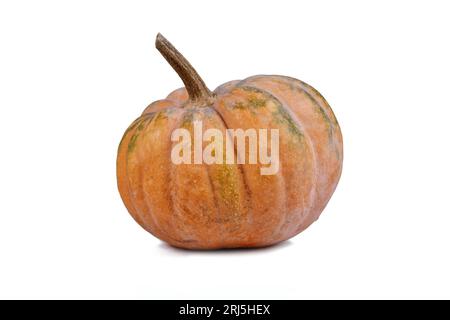 Orange musque de Provence pumpkin on white background Stock Photo