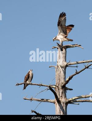 An osprey (pandion haliaetus) perched on top of a tree with next to it's mate Stock Photo