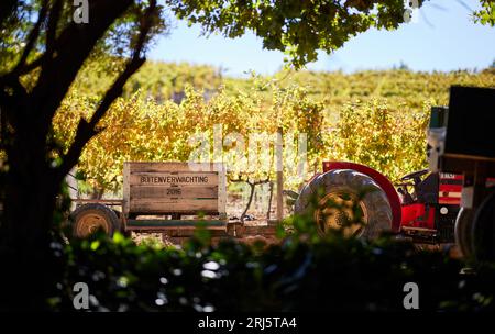 A tractor against the backdrop of vineyards. Buitenverwachting Wine Estate in Constantia Cape Town. Stock Photo