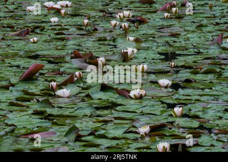 A tranquil scene of lily pads floating on a peaceful body of water surrounded by lush green plants. Stock Photo