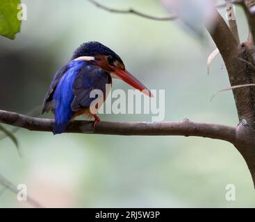 An oriental dwarf kingfisher perching on tree branch Stock Photo