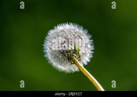 Dandelion seedhead. Stock Photo
