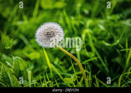 Dandelion seedhead. Stock Photo