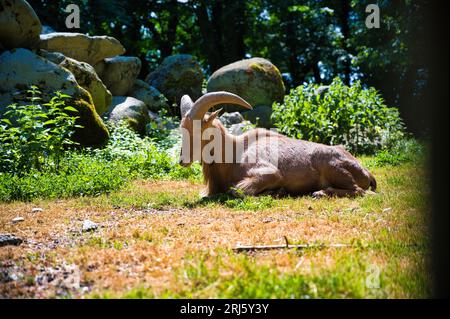 A brown goat sits contentedly in a sun-dappled meadow of lush green grass and rocks Stock Photo