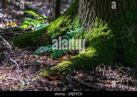 Woodland floor with ferns nestling at the base of a tree covered in moss and bathed in late sunshine. Stock Photo
