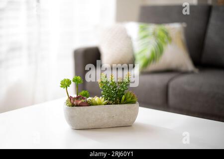 A modern living room interior featuring a white coffee table with a bowl of plants. Stock Photo