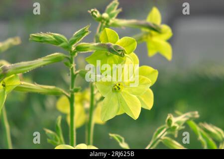 Nicotiana sanderae Lime Flower growing in the Garden. Fragrant Nicotiana alata Blooming. Jasmine, sweet, winged tobacco, tanbaku Persian Blossoming. L Stock Photo