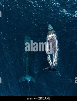 Aerial view of humpback whales swimming in the beautiful blue ocean ...