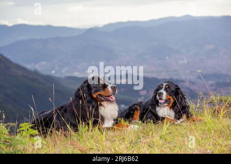 Two Bernese Mountain Dogs sitting on grass with the background of mountains, Medellin, Colombia Stock Photo