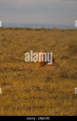 A majestic lion lying in a lush grassy field on a sunny afternoon in Nairobi National Park Stock Photo