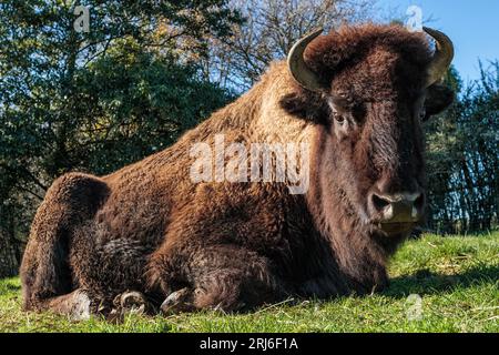 Up-close portrait of large American Bison - Bison bison - laying on the grass making eye contact. Stock Photo