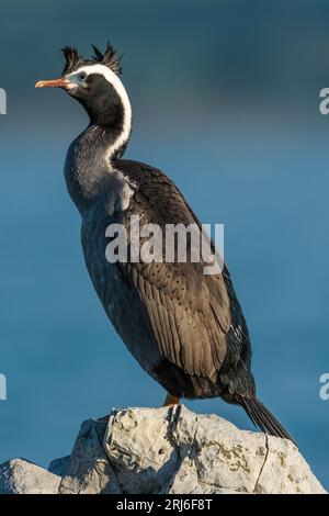 Spotted Shag - Stictocarbo punctatus - with its big yellow webbed feet standing on a rock in the early morning sun in Kaikoura, New Zealand. Stock Photo