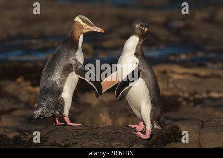 Two Yellow-eyed Penguins - Megadyptes antipodes - make contact with their flippers as they greet each other on a rocky beach. NZ Stock Photo