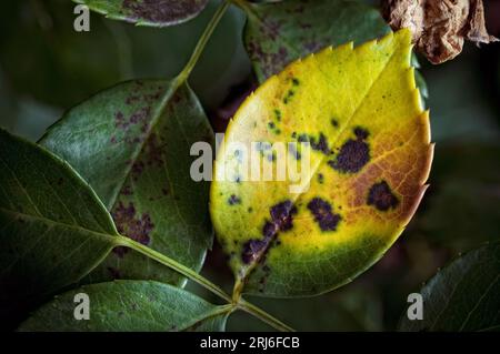 A fungus disease of rose plants, Diplocarpon rosae or Black Spot. In extreme cases can result in plants dying. Stock Photo
