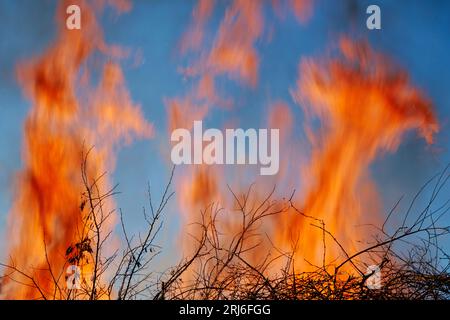 Flames from intense fire reaching into a clear blue sky. Motion blur of flames for drama. Stock Photo