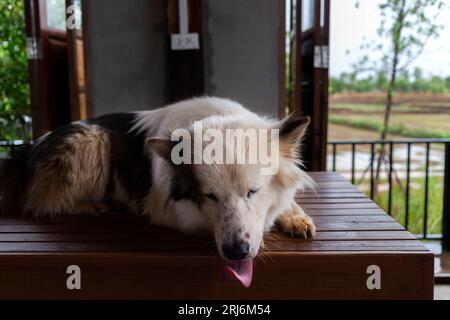 An adorable Thai Bangkaew Dog on a wooden table Stock Photo