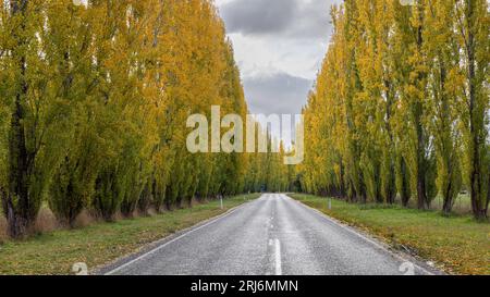 A long, straight, paved road winds through a lush green forest, with trees lining both sides of the path Stock Photo