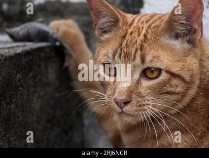 Alert looking ginger cat hold his catch under his paw Stock Photo