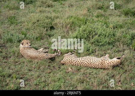 Two cheetahs lay in the grass, relaxing in the Serengeti National Park Tanzania Stock Photo