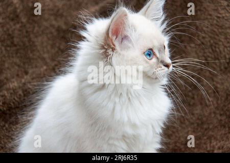 A side view of a white, fluffy kitten with blue eyes looking off into the distance Stock Photo