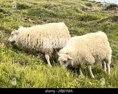 Icelandic sheep grazing on hilltop. The Icelandic[a] is the Icelandic breed of domestic sheep. It belongs to the Northern European Short-tailed group Stock Photo