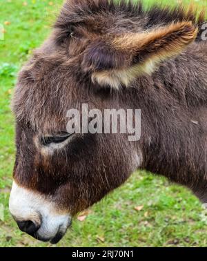 A brown donkey stands in a lush green field, surrounded by tall grass ...