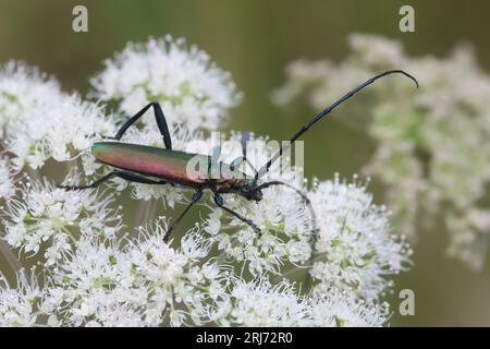 Musk beetle, Aromia moschata feeding on hogweed Stock Photo