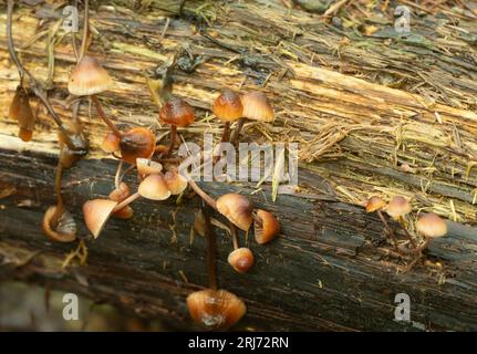 Bleeding fairy helmet, Mycena haematopus growing on wood Stock Photo