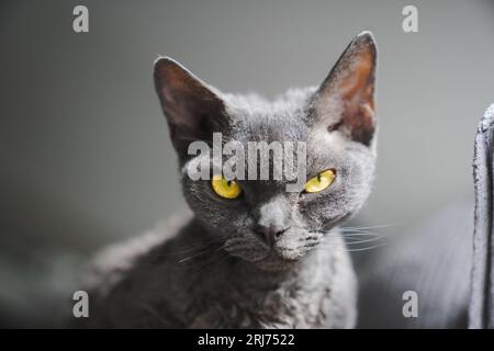 A close-up of a grey Devon rex cat with piercing bright yellow eyes looking directly at the camera Stock Photo