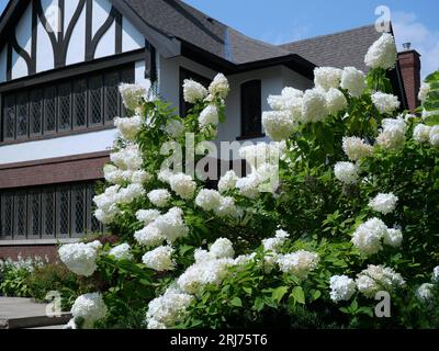 Large bush of white hydrangea flowers, blooming in late summer Stock Photo