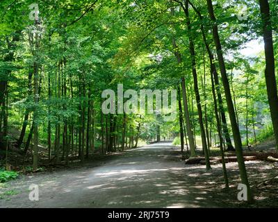 Unpaved path in forest, recreational trail with cyclist in far distance Stock Photo