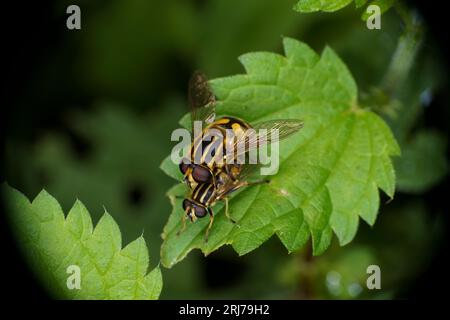 Mating Helophilus hybridus Family Syrphidae Genus Helophilus Wooly tailed marsh flies wild nature insects wallpapee Stock Photo