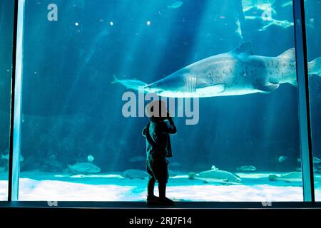 Silhouettes of children at the Cape Town Two Oceans Aquarium in South Africa, with fish and sharks and turtles in background, marine life Stock Photo