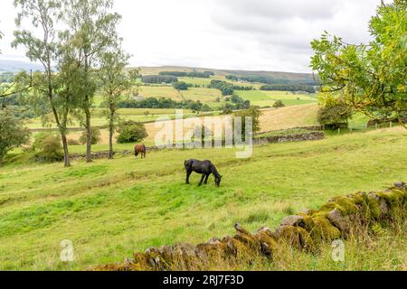 Horses in field (Pennines) near Stanhope, County Durham, England, United Kingdom Stock Photo