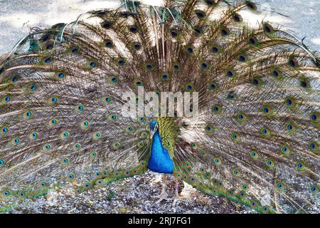 Male peacock, in other name Indian or common peafowl, in Latin Pavo cristatus. Its colorful tail is fully spread behind him on the background. Stock Photo