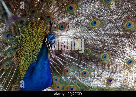 Head and body of male peacock, in other name Indian or common peafowl, in Latin Pavo cristatus. Stock Photo