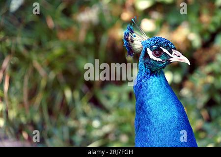 Head of male peacock, in other name Indian or common peafowl, in Latin Pavo cristatus. Stock Photo
