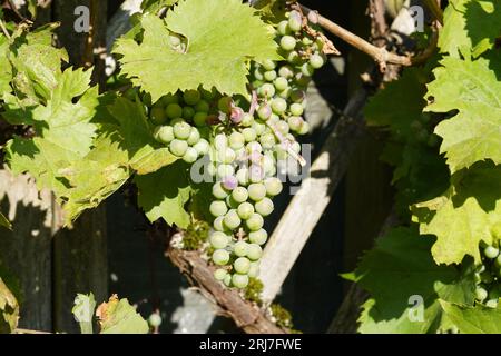 Cluster of green grapes, which are fruits of a plant called in Latin vitis vinifera, with some leaves on the background. Cutout of wine cultivation. Stock Photo