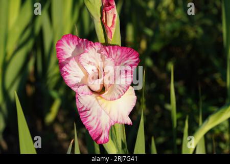 Gladiolus hybrid flowers with bicolor petals of fuchsia and white colors growing  in natural condition on a field. Stock Photo