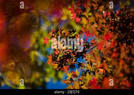 Beautiful Fall leaves autumn colours colors leaf Stock Photo