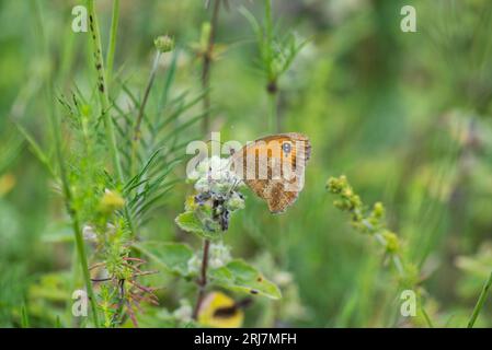 Underside of a gatekeeper (Pyronia tithonus), a butterfly of pasture and hedgerows in summer Stock Photo