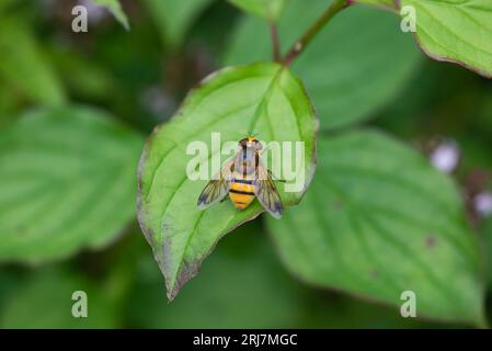 European hornet mimic hover-fly (Volucella zonaria) Stock Photo