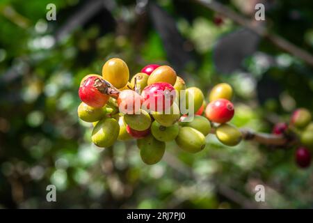 Peruvian Coffee Beans on the plant Stock Photo